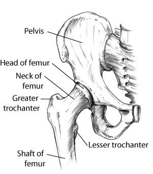 Anatomy - Hip
