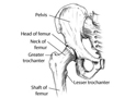 Anatomía de la cadera
