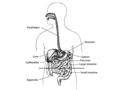 Anatomía gastrointestinal