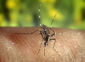 Mosquito hembra