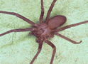 Araña reclusa parda