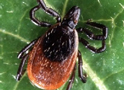 Adult Deer Tick