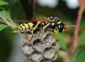 Paper Wasp