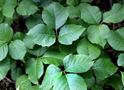 Poison Ivy Plant (Example 1)