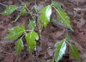 Poison Oak Plant