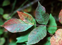 Poison Sumac Plant