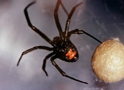 Black Widow Spider