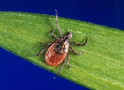 Deer Tick (Black-Legged Tick)