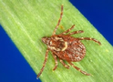 Wood Tick (Dog Tick)